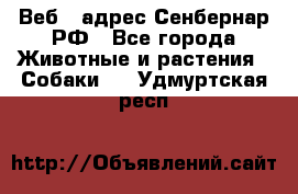 Веб – адрес Сенбернар.РФ - Все города Животные и растения » Собаки   . Удмуртская респ.